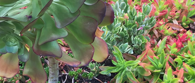 succulents1-crop