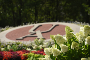 White hydrangea blossoms in the foreground with a landscaped flower bed and a large brick “UA” emblem set into a circular plaza blurred in the background.