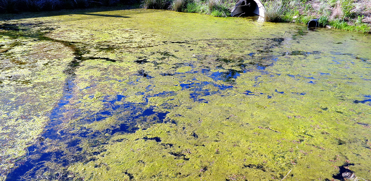 Algae-bloom-fertilizer