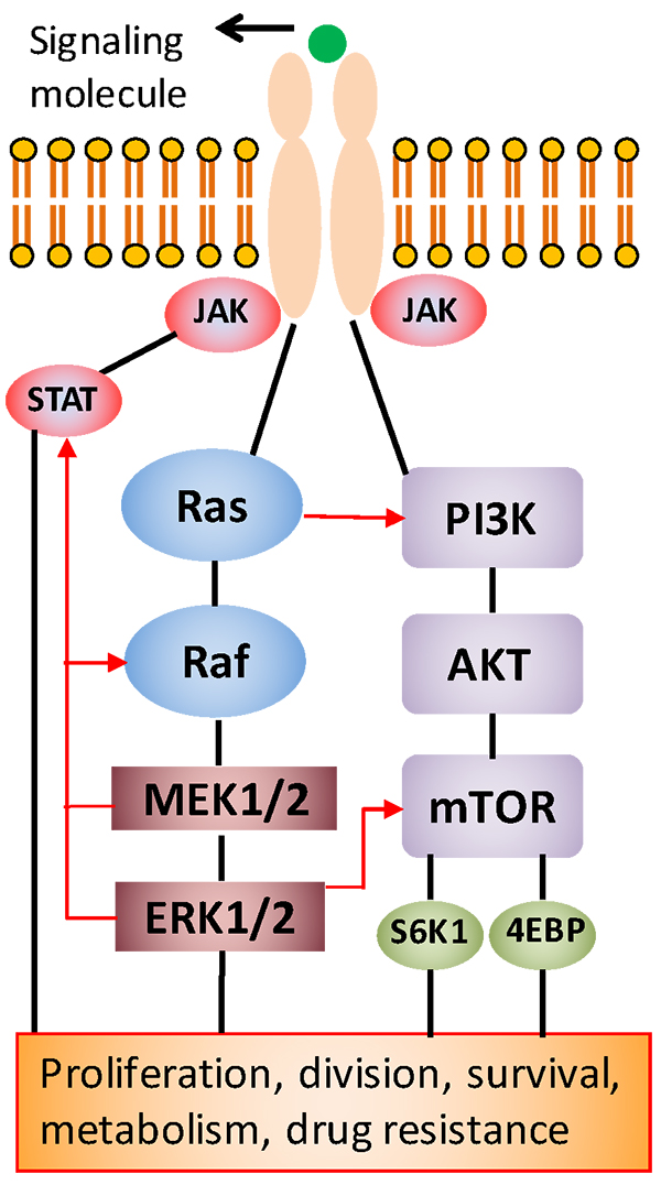 Cell-pathways-chart-600